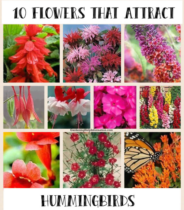 Flower Gardening & Pots Archives Nikki Lynn Design