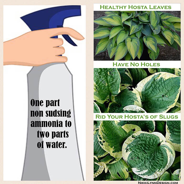 craft cook grow how do you care for a christmas cactus