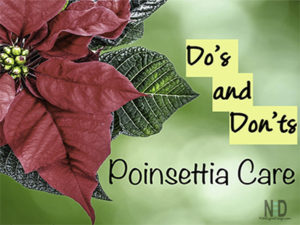 Poinsettia Care