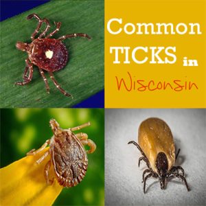 Preventing Tick Bites and...