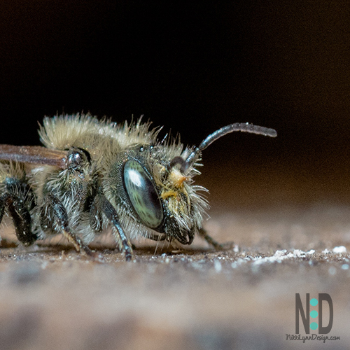 All about the Mason Bee