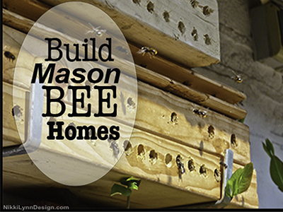 Attract Mason Bees by Bui...