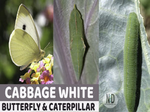 Cabbage White Caterpillar...