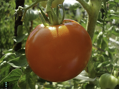 Tomato Watering Tips