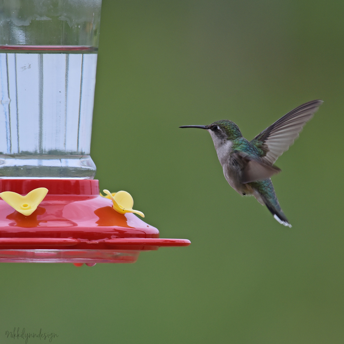 Ruby-throated hummingbird returning to Wisconsin during spring migration