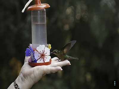 The Hummingbirds Are Back...