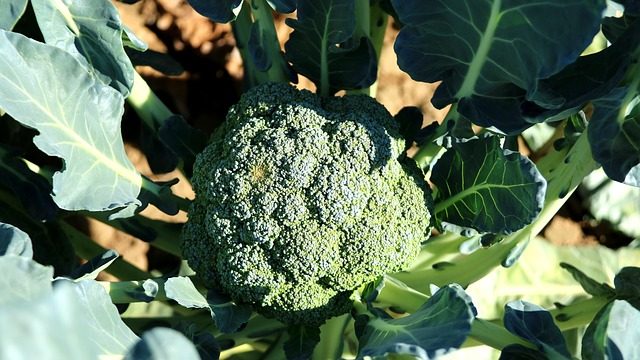 broccoli-992710_640