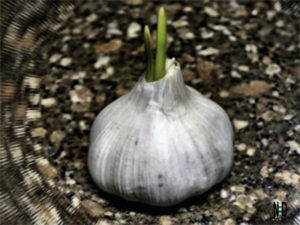 Growing Garlic