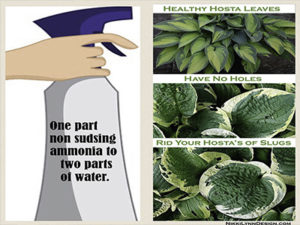 Slug Prevention of Hostas