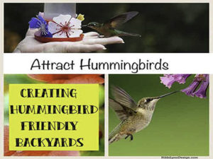 Making Your Yard Hummingb...