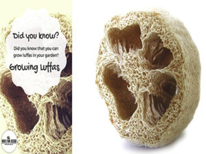 Growing Loofah Sponges