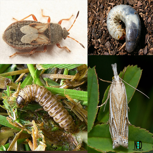 lawn pests