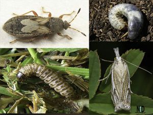 Common Lawn Pests