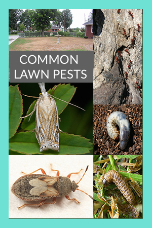 Common Lawn Pests