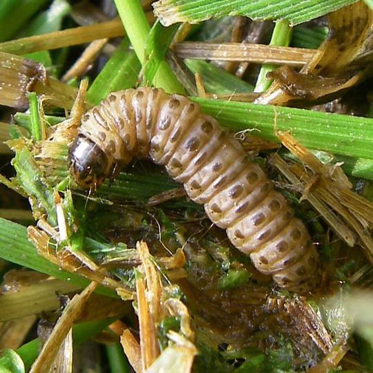 A creamy white colored worm with brown spots and a brown head that chews on grass and eats the roots of lawns