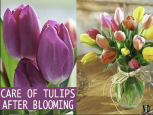 Tulip Care After Blooming