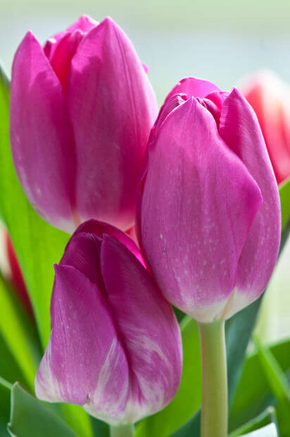 Tulip Care After Blooming