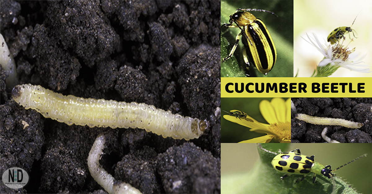 Cucumber Beetles How to Get Rid of Them Nikki Lynn Design
