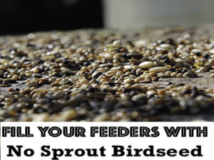 No Sprout Bird Seed