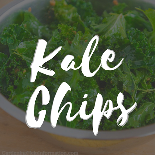 Recipe for Kale Chips
