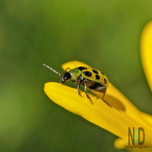 What a Cucumber Beetle Looks Like and How to Get Rid of Them
