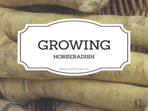 Planting Horseradish Root