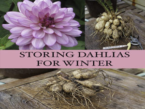 Storing Dahlias Over Wint...