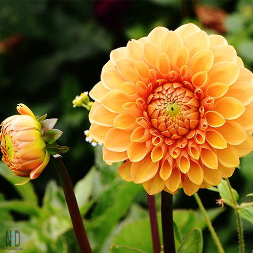 Storing Dahlias Over Winter