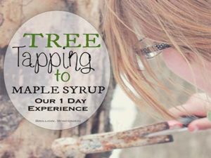 Maple Syrup Tree Tapping