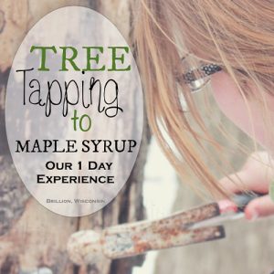 Maple Syrup Tree Tapping
