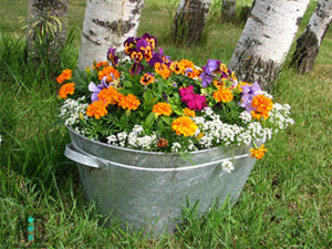 Old Wash Tub Flower Pots