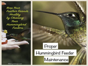 How To Clean A Hummingbir...