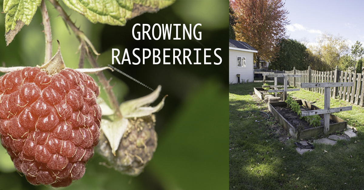 Brandywine Raspberry Pruning