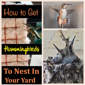 How to Get Hummingbirds to Nest by You - If you would like to see more hummingbirds around your yard you need to provide two sources, food and nesting materials.