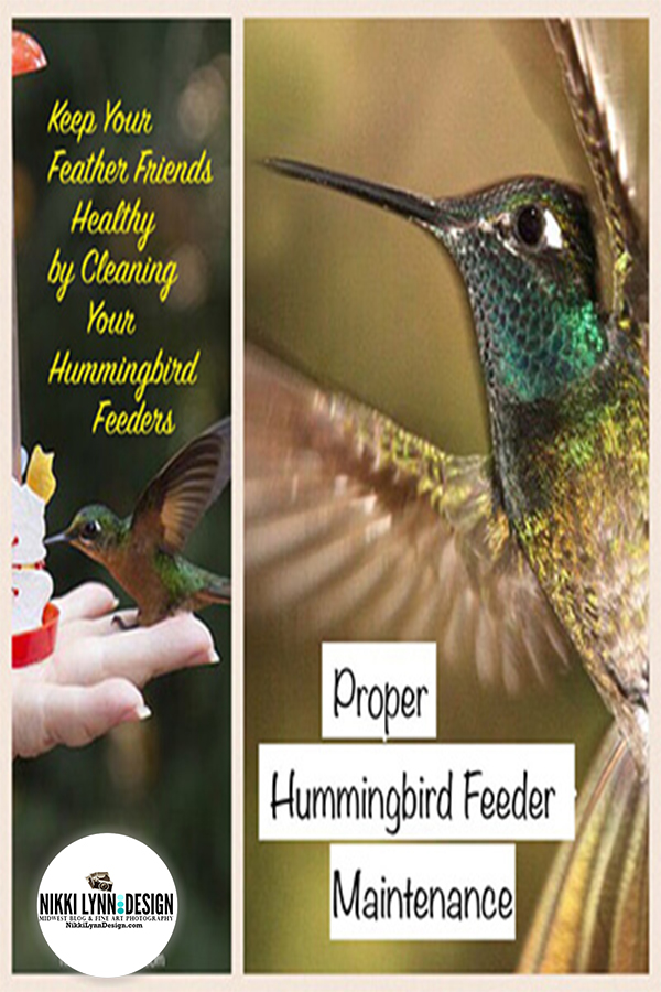 How To Clean A Hummingbird Feeder Nikki Lynn Design