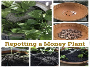 Repotting a Money Plant