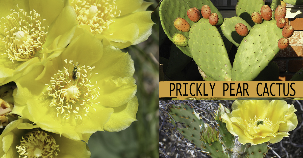 Growing Cactus Outdoors in Cold Weather Climates Nikki Lynn Design