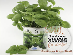 Growing Basil From Cuttin...