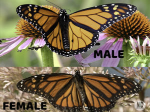 How to Tell Male and Fema...