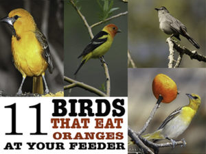 11 Birds that Eat Oranges