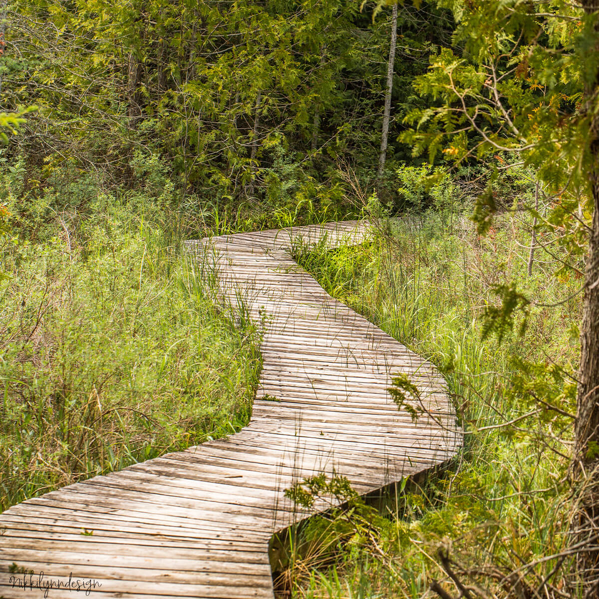 Wooden boardwalk at The Ridges Sanctuary in Baileys Harbor Door County Wisconsin