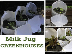 Milk Jug Greenhouses