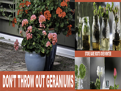 Overwintering Geraniums