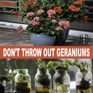 Overwintering Geraniums