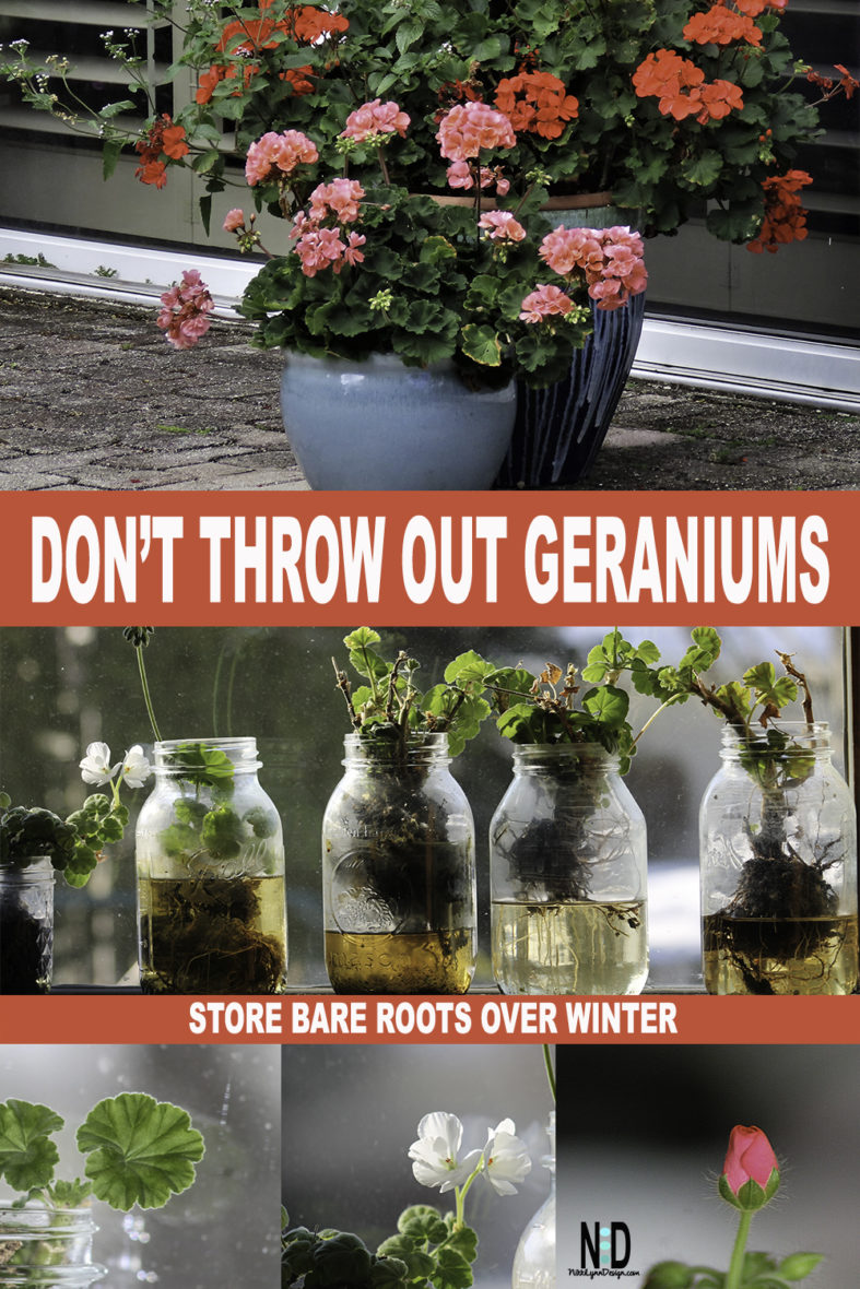 Overwintering Geraniums