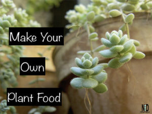 Houseplant Food Recipe