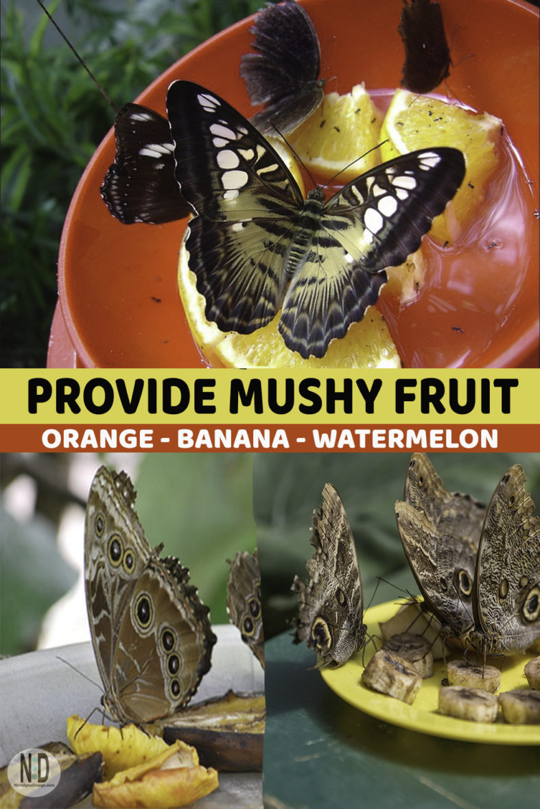 Feeding and Attracting Butterflies Nikki Lynn Design