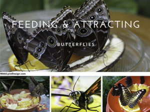 Feeding and Attracting Bu...