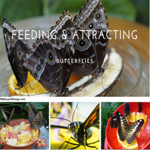 Feeding and Attracting Butterflies
