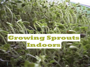 Growing Sprouts